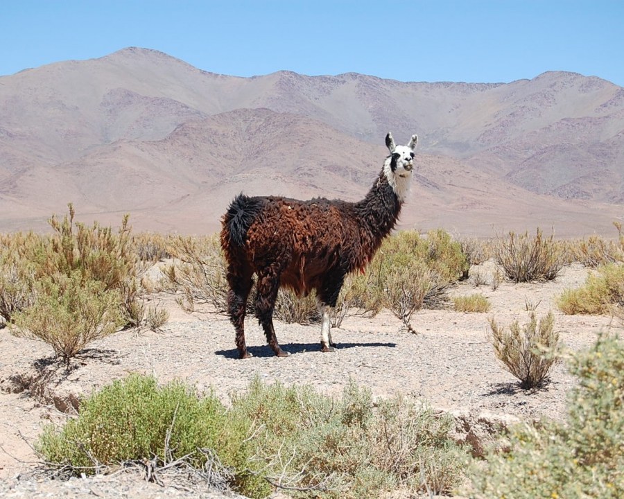 Llama en un paisaje de la Puna argentina