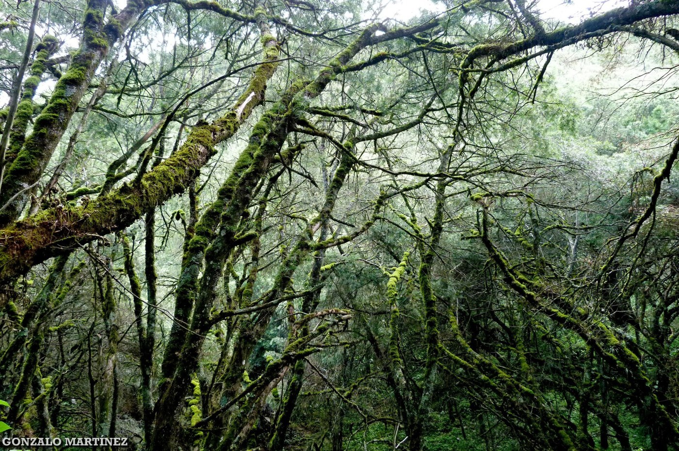 Bosque montano de las Yungas en Catamarca