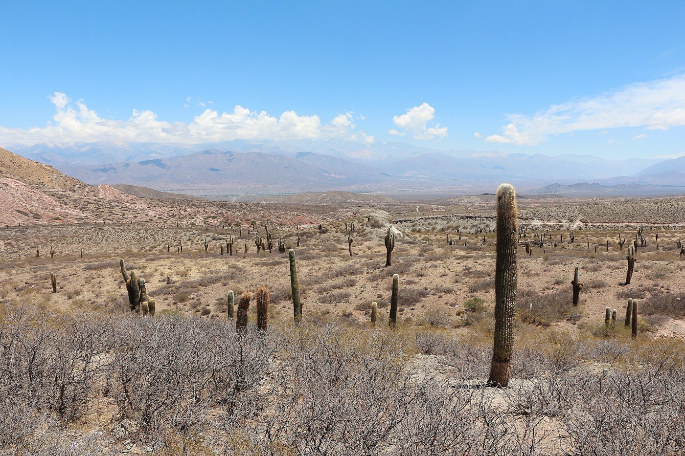 Cardones en el Parque Nacional Los Cardones
