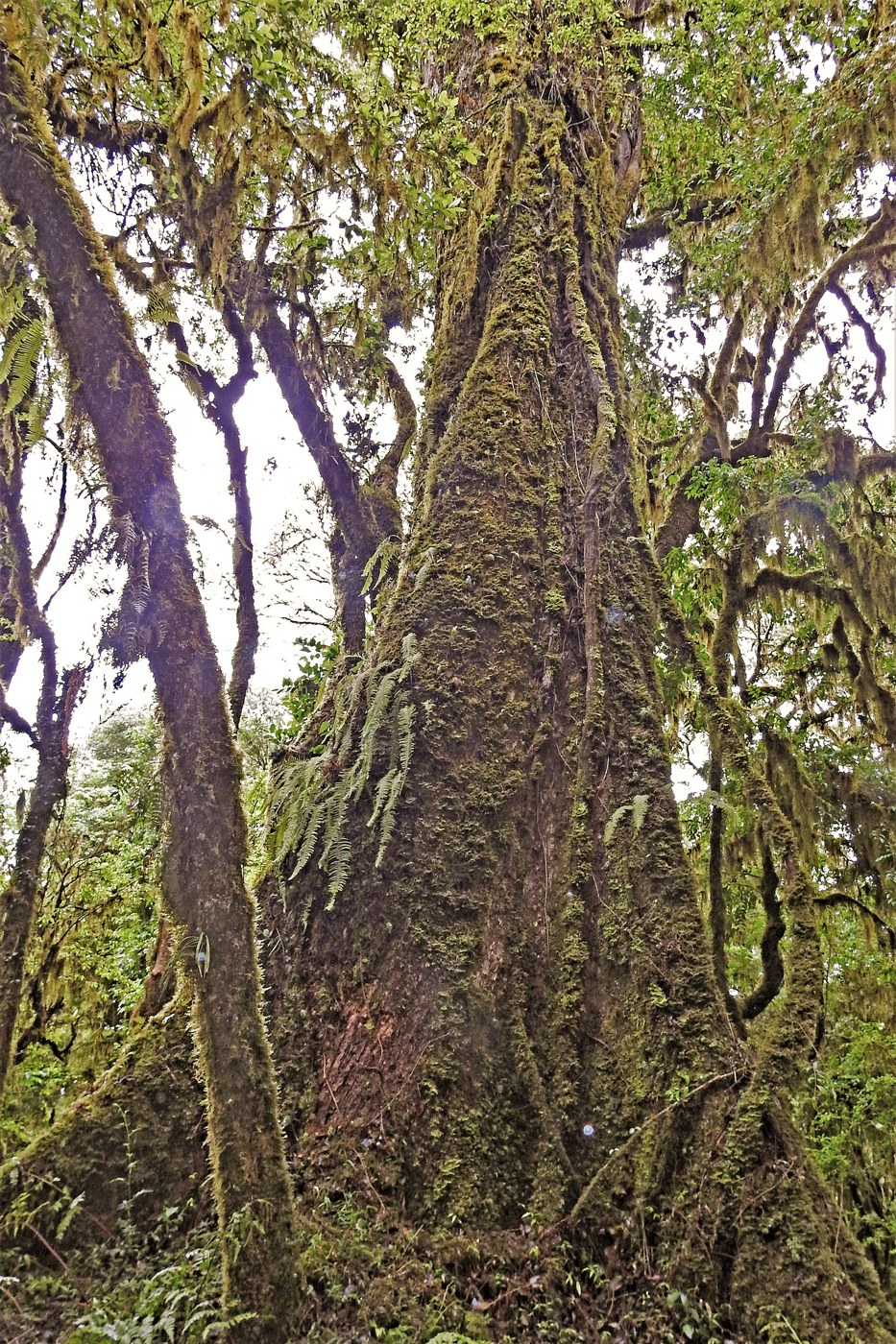Cedro de altura en el Parque Nacional Baritú
