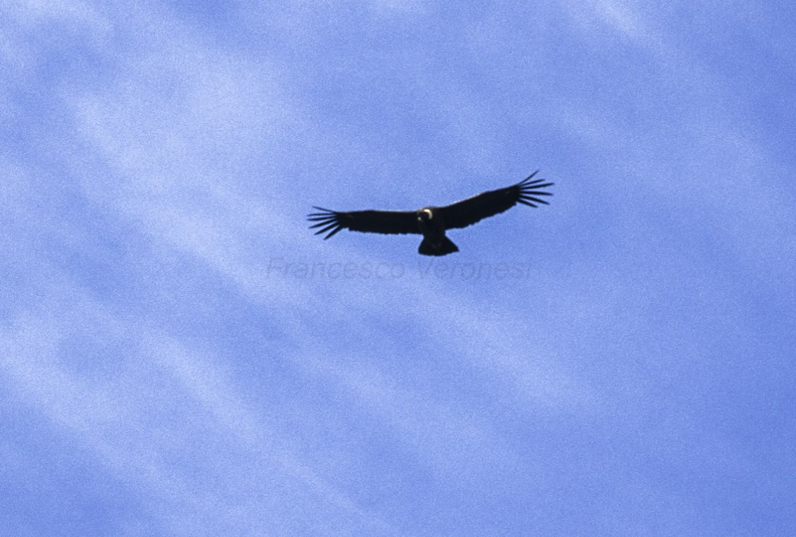Cóndor andino en vuelo en la Patagonia argentina; imagen de la especie, no de la Quebrada del Cóndor
