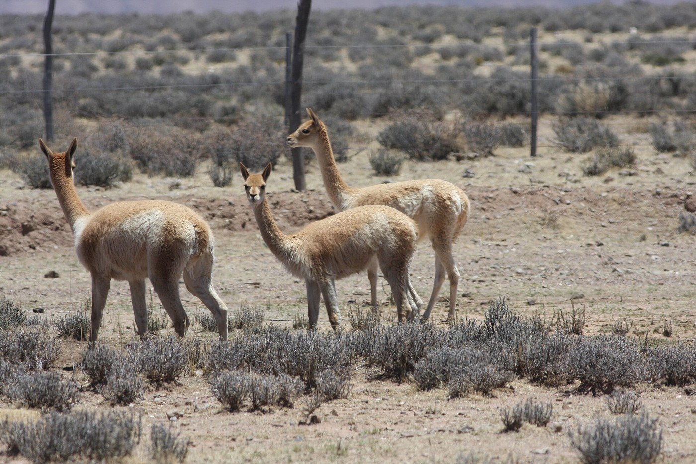 Vicuñas at Laguna de los Pozuelos, Jujuy