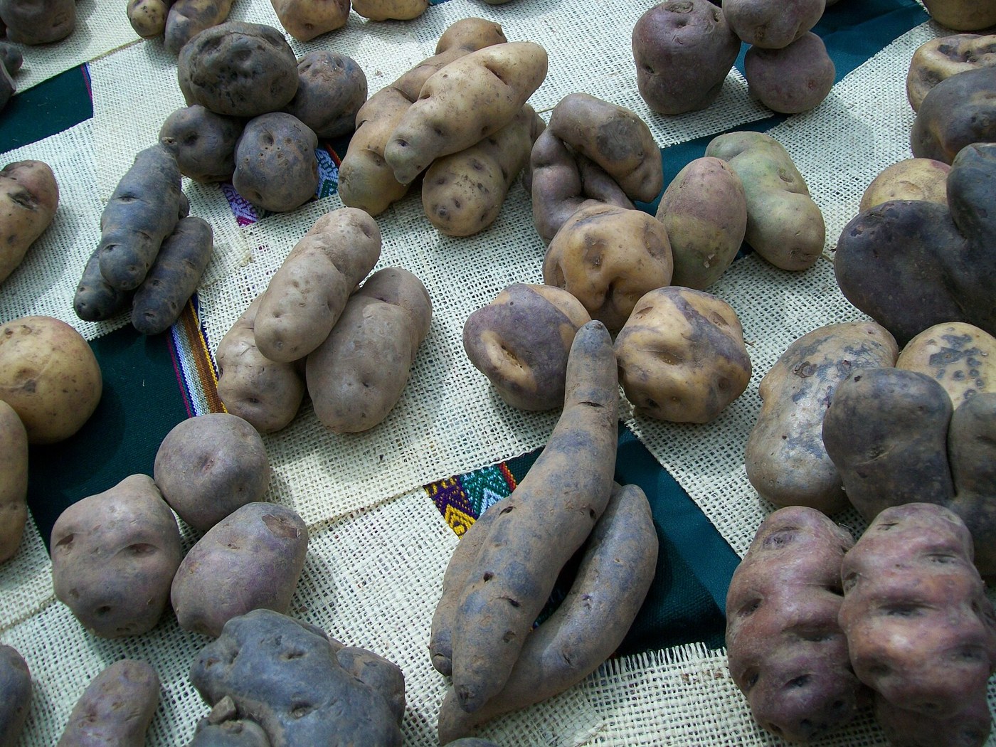 Variedades de papas andinas