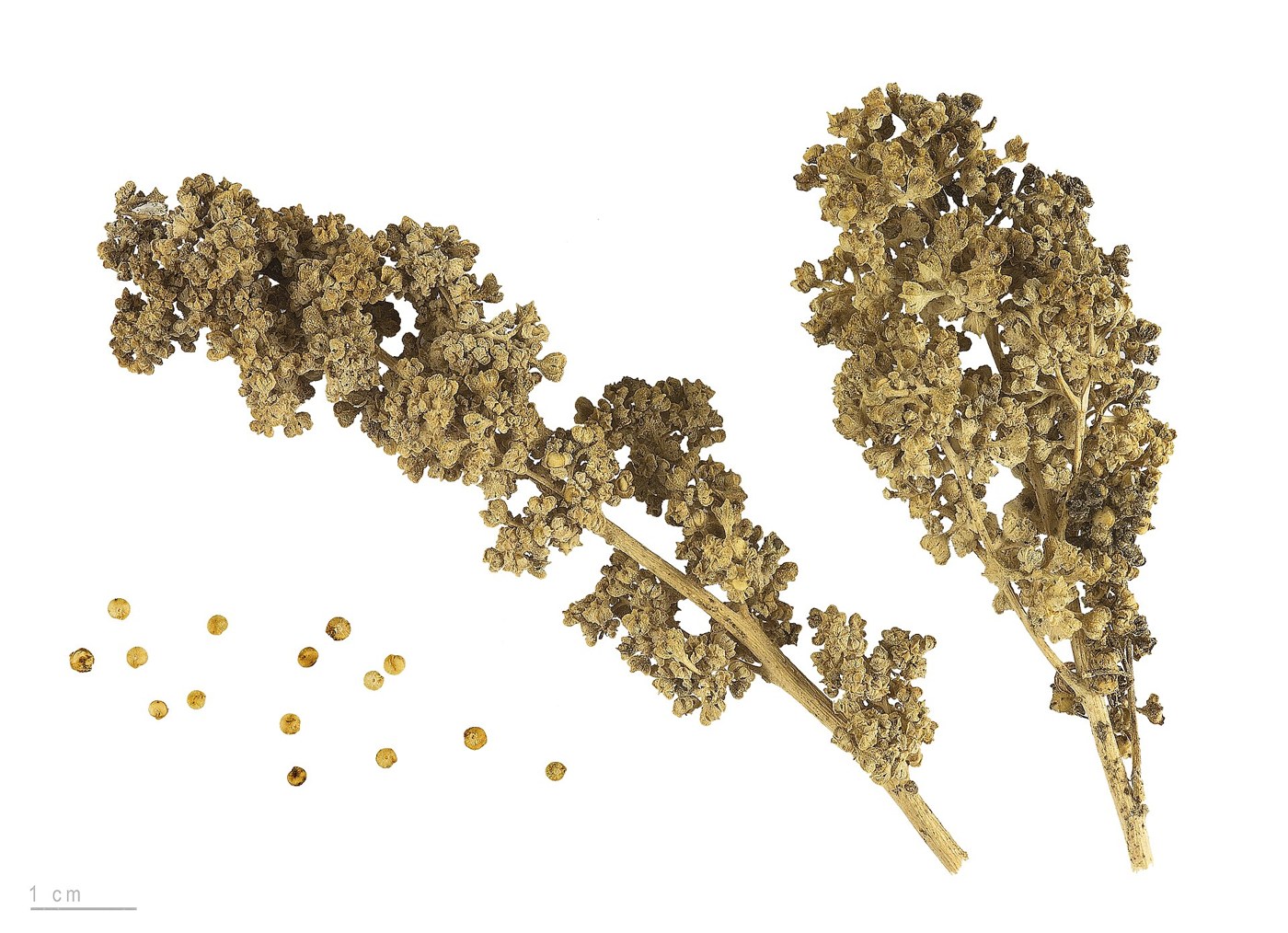 Frutos y semillas de quinoa, variedad Red Faro; fotografía botánica