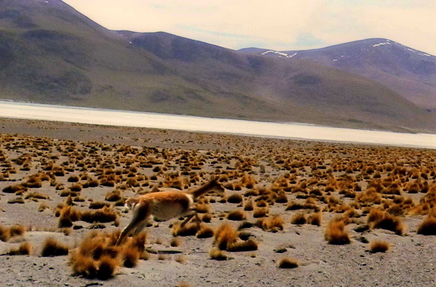 Llama en el paisaje de Laguna Vilama, Jujuy