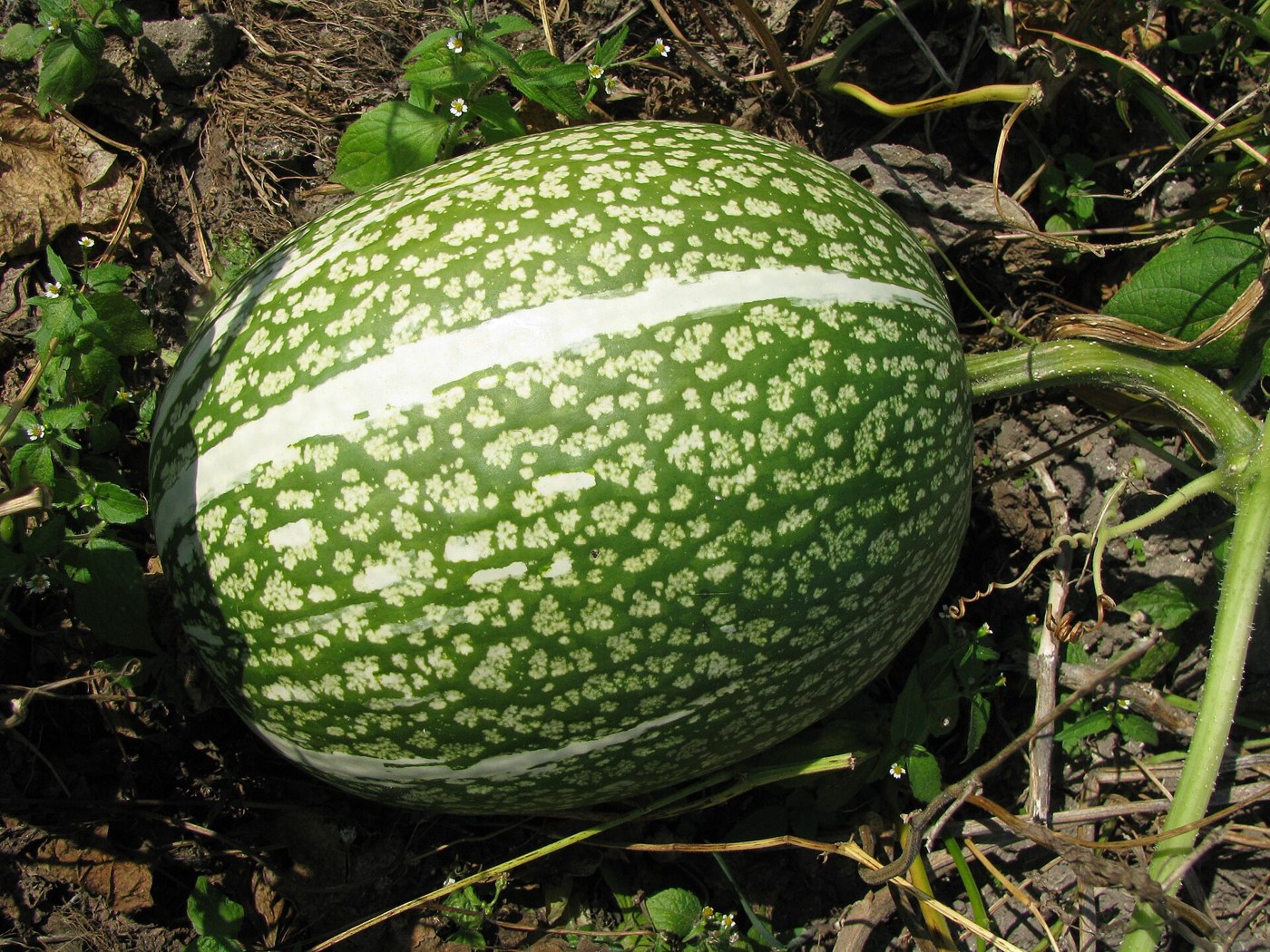 Cucurbita ficifolia fruit, the cayote species; botanical image