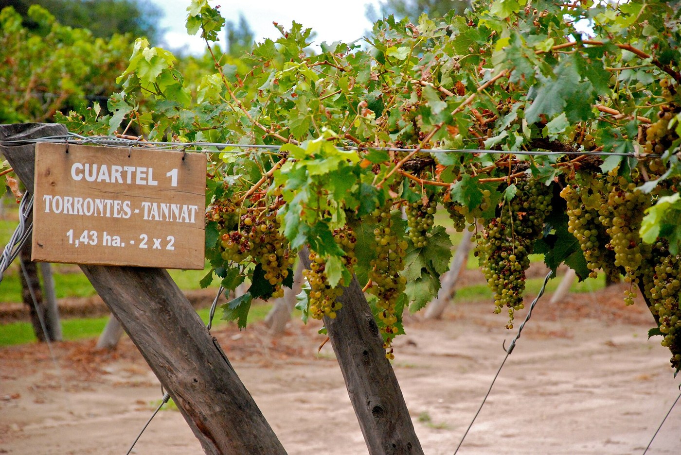 Torrontés vines in Cafayate